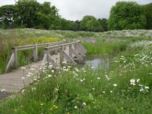 Wetland at Beveridge Park Fife by Water Gems complete, wildflowers in bloom and area open to the public