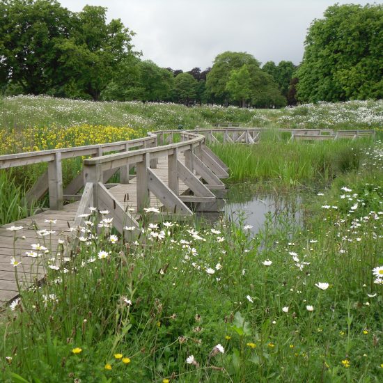 Wetland at Beveridge Park Fife by Water Gems complete, wildflowers in bloom and area open to the public