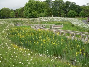 Wetland at Beveridge Park Fife by Water Gems complete, wildflowers in bloom and area open to the public