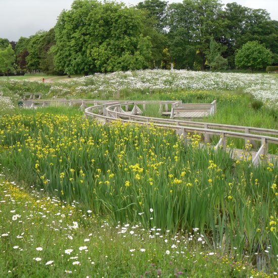 Wetland at Beveridge Park Fife by Water Gems complete, wildflowers in bloom and area open to the public