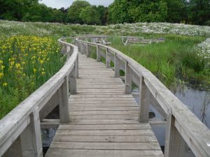 Wetland at Beveridge Park Fife by Water Gems complete, wildflowers in bloom and area open to the public