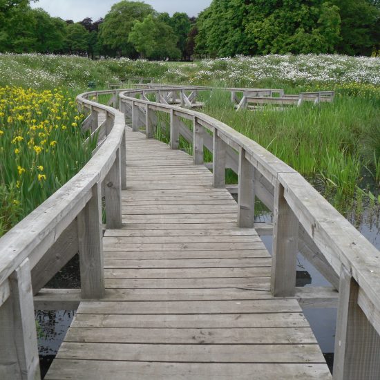 Wetland at Beveridge Park Fife by Water Gems complete, wildflowers in bloom and area open to the public