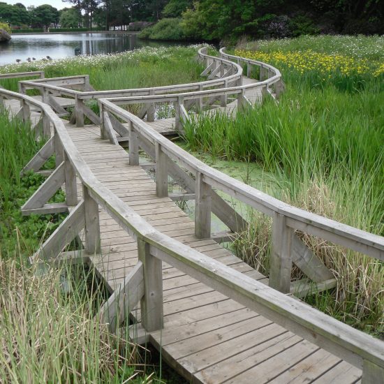 Wetland at Beveridge Park Fife by Water Gems complete, wildflowers in bloom and area open to the public