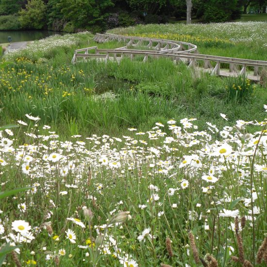 Wetland at Beveridge Park Fife by Water Gems complete, wildflowers in bloom and area open to the public