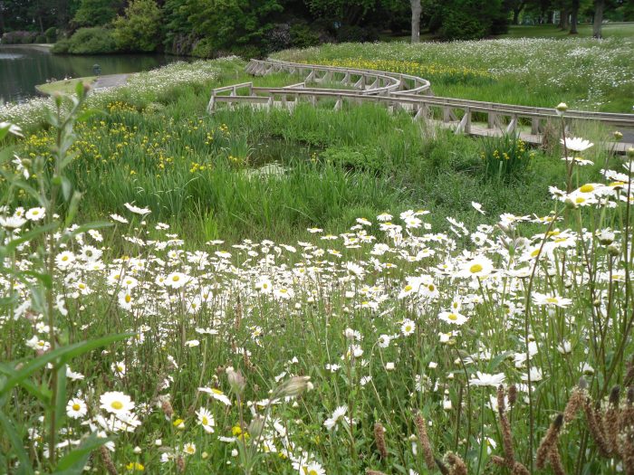 Wetland at Beveridge Park Fife by Water Gems complete, wildflowers in