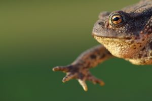 Here's a common toad, note the trademark horizontal iris and watch out for the poisonous skin! Photo by Phil Johnston.