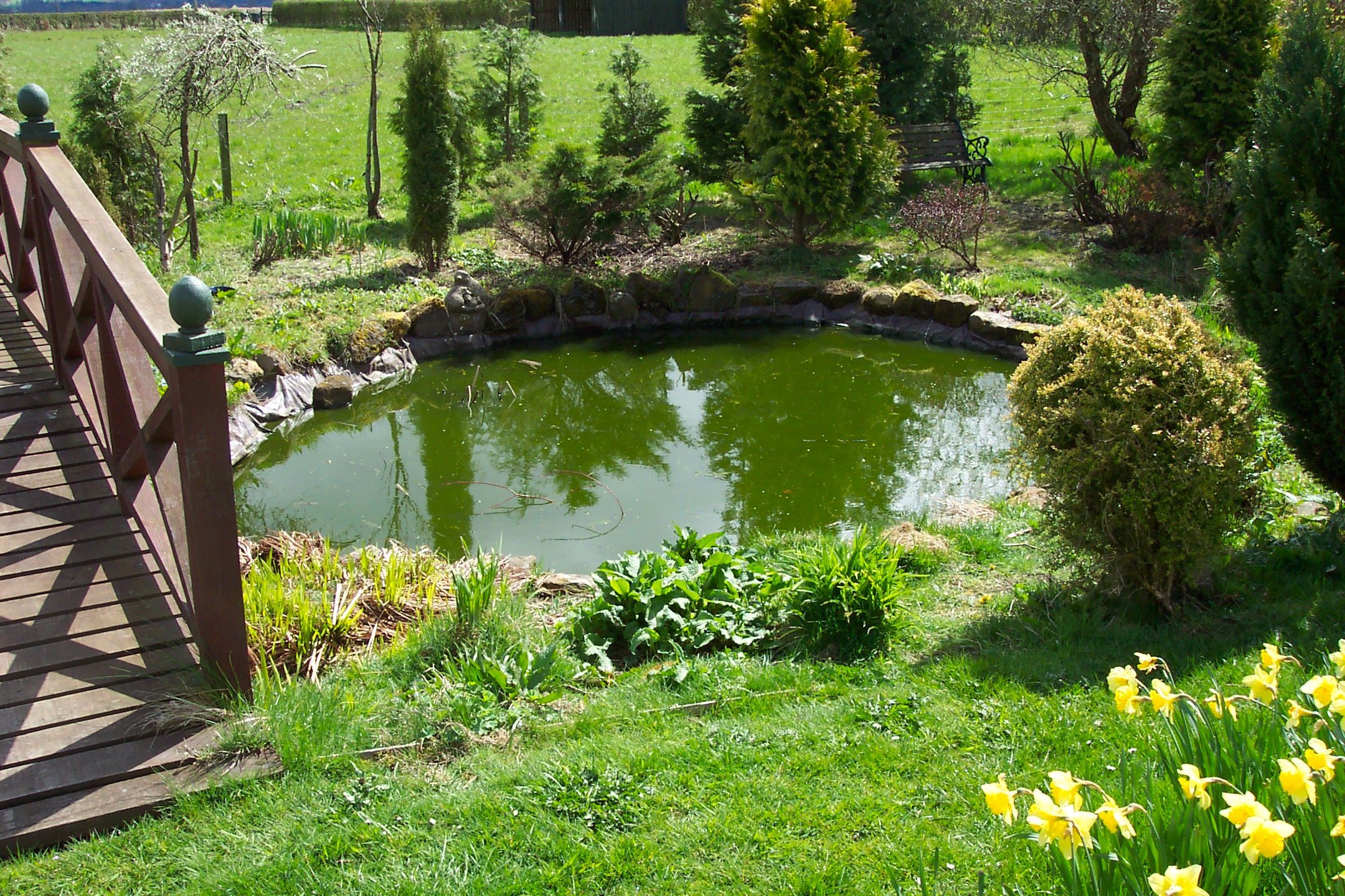 A pond with seriously green water. This is likely to have almost no oxygen in it at night in the summer.