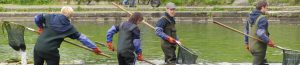 Water Gems pond maintenance, Inverleith Park Pond