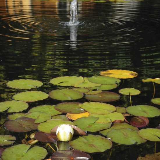 Jupiter Artland formal water feature, consultation work, pond construction, Water Gems