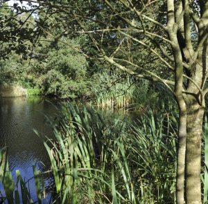 Little Sparta, Water Gems, remedial work, pond cleaning and maintenance