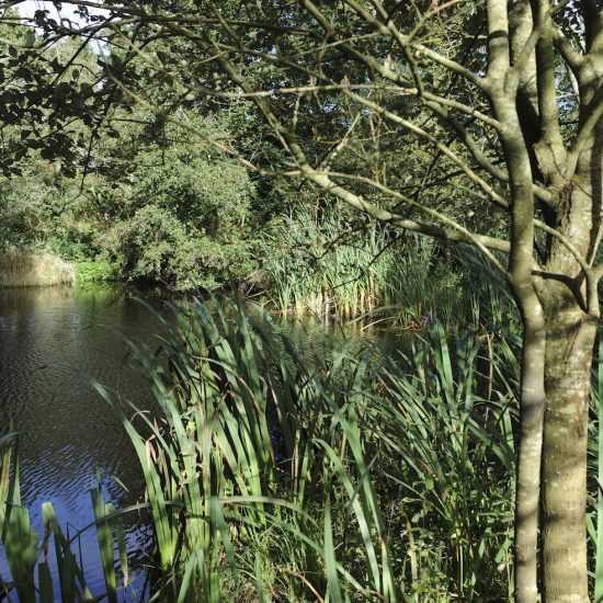 Little Sparta, Water Gems, remedial work, pond cleaning and maintenance