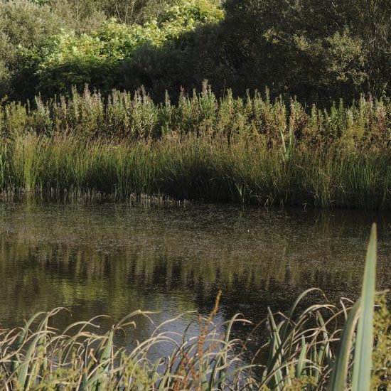 Little Sparta, Water Gems, remedial work, pond cleaning and maintenance