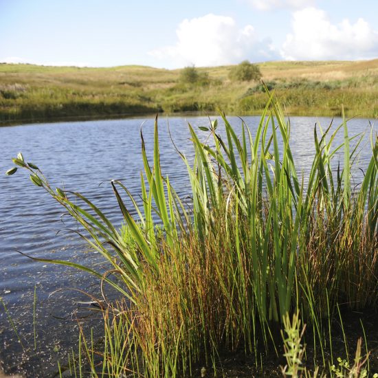 Little Sparta, Water Gems, remedial work, pond cleaning and maintenance