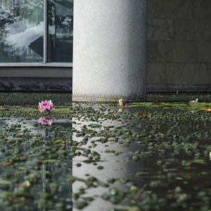 Golden Orfe in Lloyds TSB water feature, Water Gems, pond cleaning and maintenance