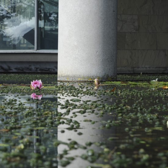 Golden Orfe in Lloyds TSB water feature, Water Gems, pond cleaning and maintenance