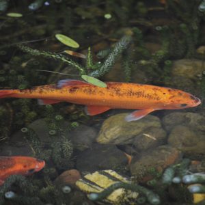 Golden Orfe in Lloyds TSB water feature, Water Gems, pond cleaning and maintenance