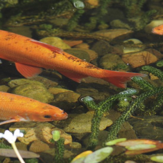 Golden Orfe in Lloyds TSB water feature, Water Gems, pond cleaning and maintenance