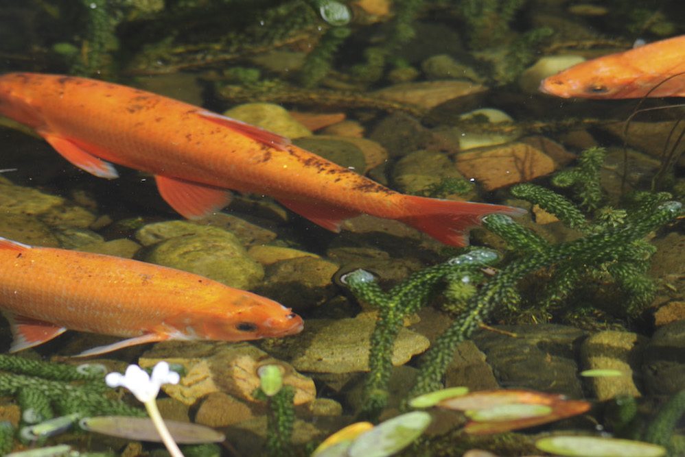 Golden Orfe in Lloyds TSB water feature, Water Gems, pond cleaning and maintenance