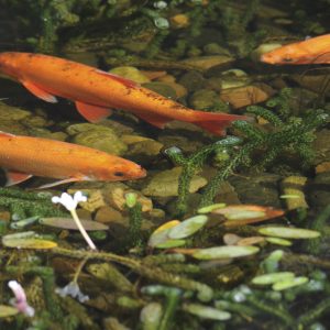 Golden Orfe in Lloyds TSB water feature, Water Gems, pond cleaning and maintenance