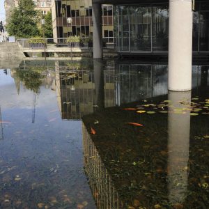 Golden Orfe in Lloyds TSB water feature, Water Gems, pond cleaning and maintenance