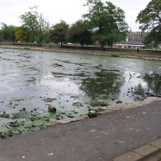 Inverleith Park Pond before work began with serious algal problems