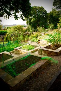 Dunfermline garden, vegetable garden, built by Water Gems, designed by Carolyn Grohmann