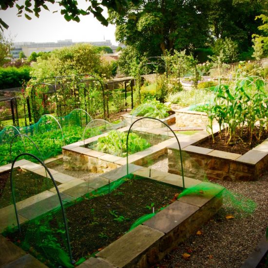 Dunfermline garden, vegetable garden, built by Water Gems, designed by Carolyn Grohmann