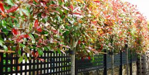 Pleached Photinias, Edinburgh garden built by Water Gems, designed by Carolyn Grohmann