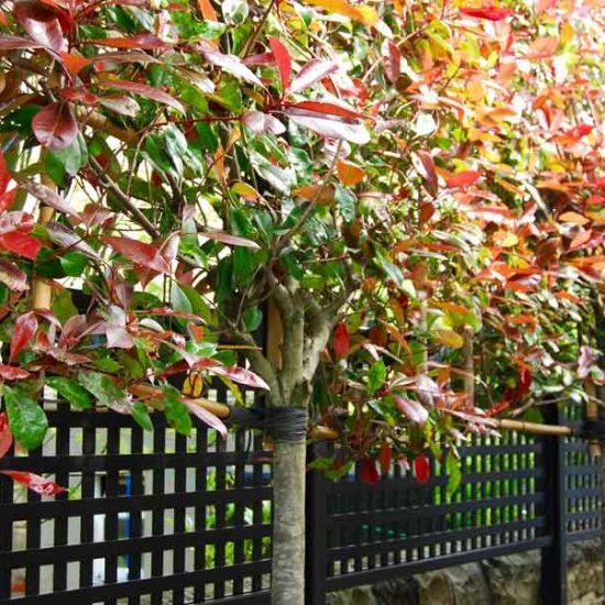 Pleached Photinias, Edinburgh garden built by Water Gems, designed by Carolyn Grohmann