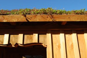 Aviemore garden, larch arbour, sedum roof, built by Water Gems, designed by Carolyn Grohmann