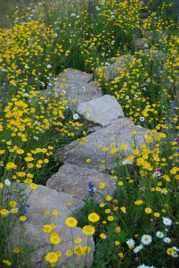 Aviemore garden, built by Water Gems, planting by Carolyn Grohmann