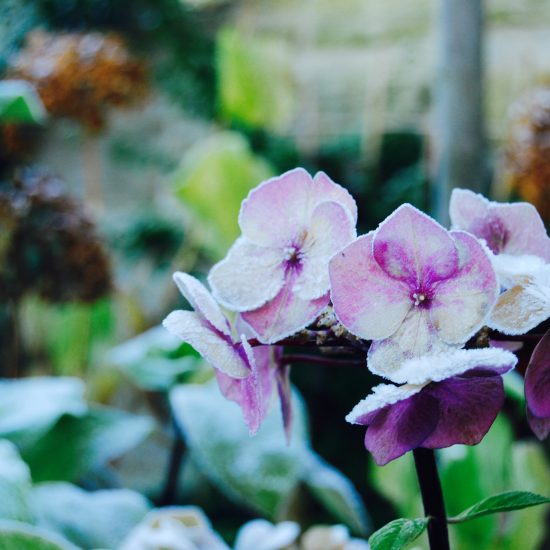 Hellebore in Edinburgh garden built by Water Gems, designed by Carolyn Grohmann