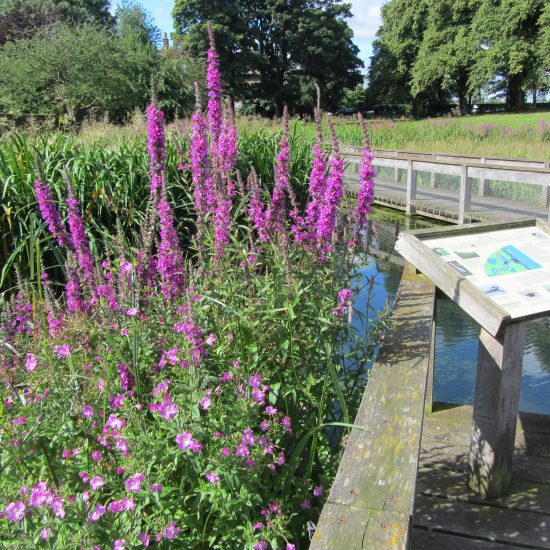 Inverleith Park Pond finished and open to the public.