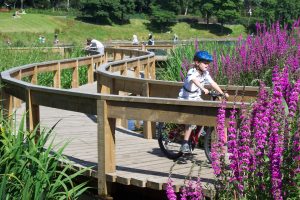 Portfolio image, Inverleith Park Pond, cyclist on curved wooden boardwalk over pond, aquatic plants