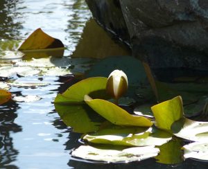 2010 Gold medal, Gardening Scotland, Best in Show, designed and built by Water Gems