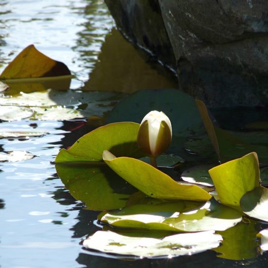 2010 Gold medal, Gardening Scotland, Best in Show, designed and built by Water Gems