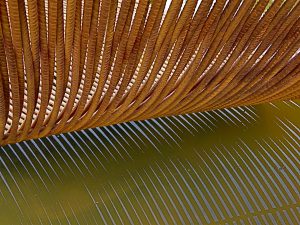 Rebar sculpture, 2010 Gold medal, Gardening Scotland, Best in Show, designed and built by Water Gems, planting by Carolyn Grohmann