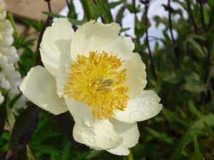 2010 Gold medal, Gardening Scotland, Best in Show, designed and built by Water Gems, planting by Carolyn Grohmann