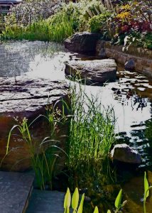 Swimming pond, Garden in Inverleith, Edinburgh by Water Gems