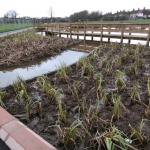 Boardwalk with wetland planting