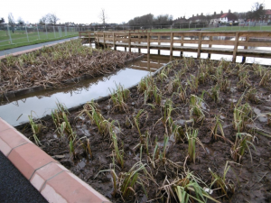 Boardwalk with wetland planting