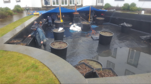 Firestone Pond Liner -pondlining project, Stirling