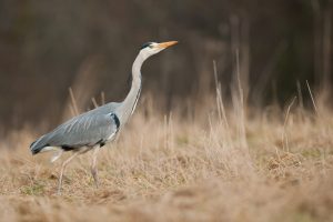 Herons are very efficient fish catchers so if one homes in on your pond then it can be very difficult to keep your fish in one piece. Photo by Phil Johnston