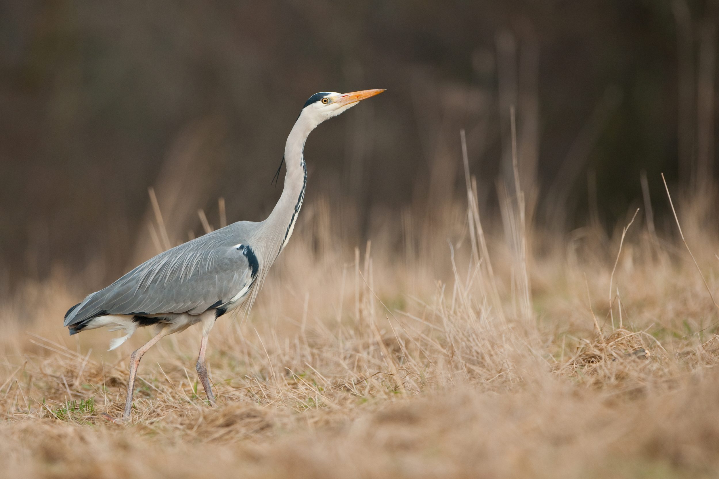 Herons are very efficient fish catchers so if one homes in on your pond then it can be very difficult to keep your fish in one piece. Photo by Phil Johnston