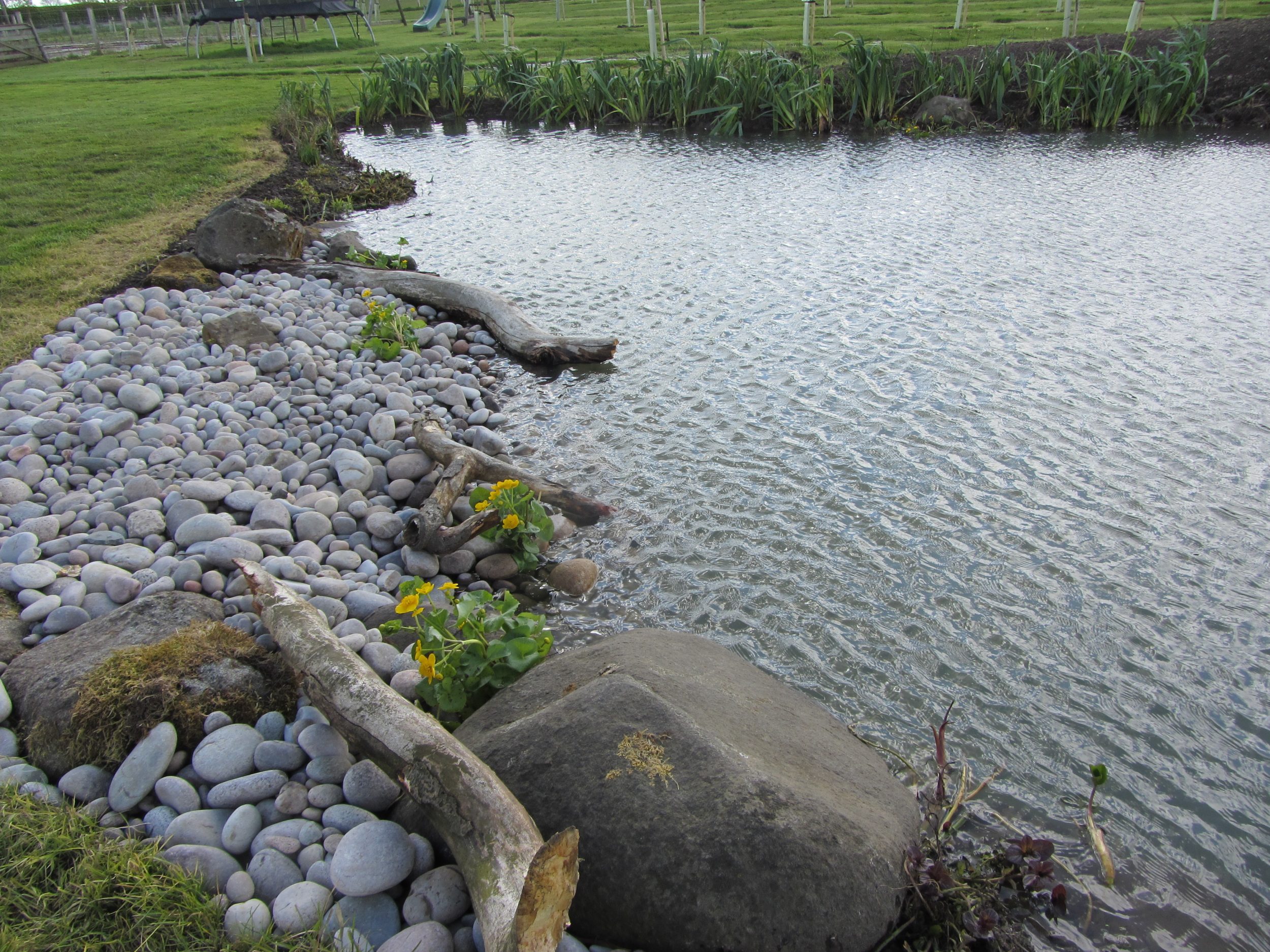 Linlithgow wildlife pond