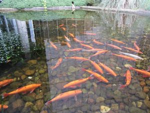 These are my favourite ornamental fish, golden orfe - long lived and beautiful.