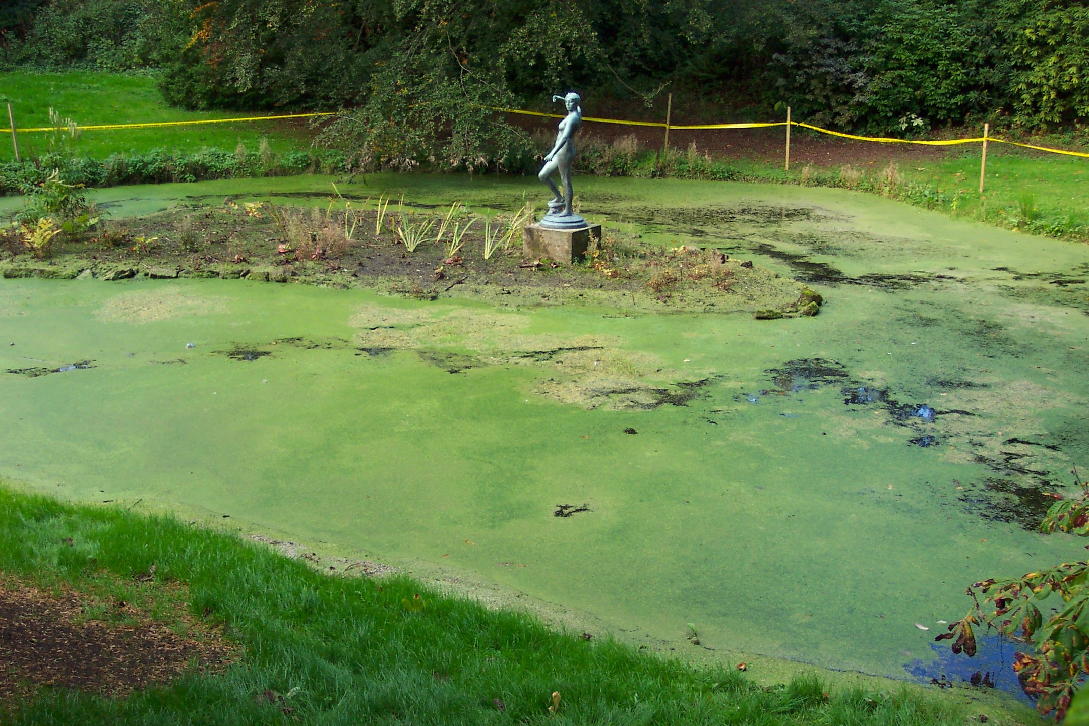 There is so much duckweed on this pond it looks like a lawn!