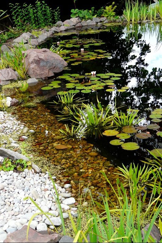 Wildlife Pond