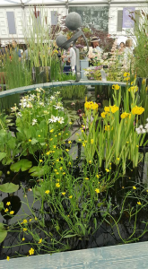 Waterside Nursery