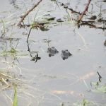 the frogs